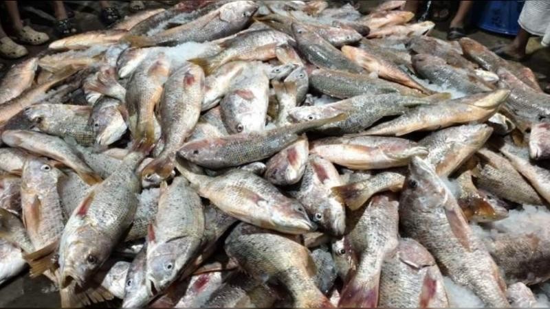 এক জালে ১১০০ লাল কোরাল, বিক্রি ৩১ লাখ টাকা