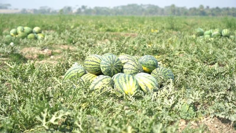 অবহেলিত চরে তরমুজে জাগছে অর্থনৈতিক সম্ভাবনা