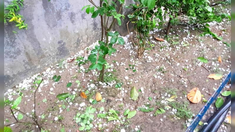 নন্দীগ্রামে ঝড়ো হাওয়ার সঙ্গে শিলাবৃষ্টিতে বোরো ধানের ক্ষতি