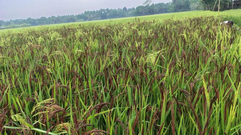 ইউটিউব দেখে ব্ল্যাক রাইস চাষে নড়াইলের রহমতের বাজিমাত