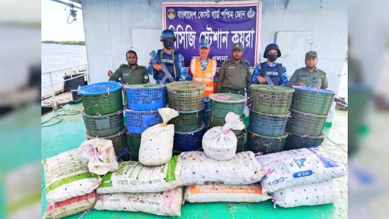 সুন্দরবনে কোস্ট গার্ডের অভিযানে ৮৫০ কেজি অবৈধ কাঁকড়া জব্দ