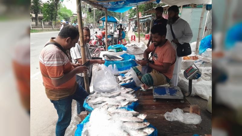 ভারতে রপ্তানির খবরে চুয়াডাঙ্গায় ইলিশের দাম দ্বিগুণ, বিপাকে ক্রেতারা