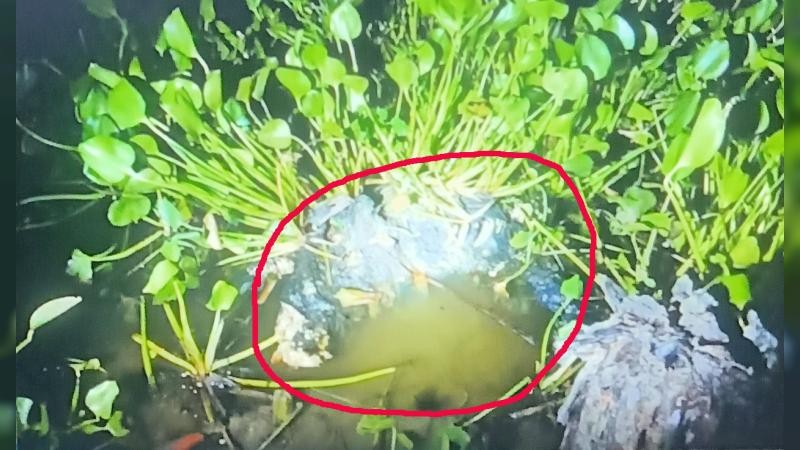 যশোরে কচুরিপানা থেকে ব্যক্তির কঙ্কাল উদ্ধার