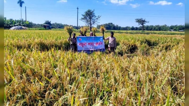 সোনালি শীষের উল্লাসেও কমছে না কৃষকের দুশ্চিন্তা