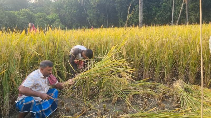 ফরিদপুরে আমনের বাম্পার ফলনে কৃষকের মুখে চওড়া হাসি