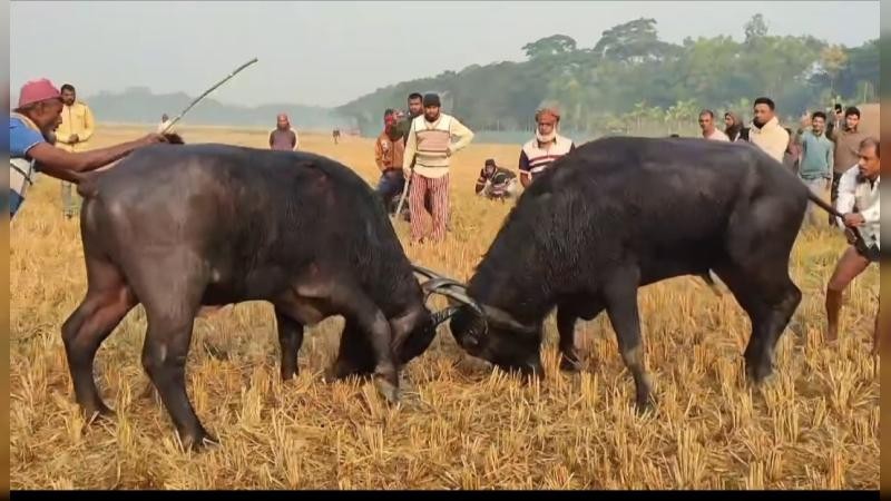 বরগুনার আমতলীতে ঐতিহ্যবাহী মহিষের লড়াই