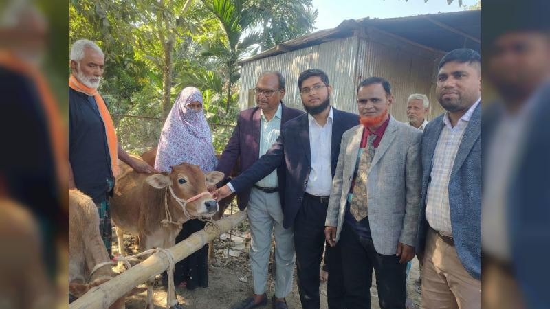 গোপালপুরে বিনামূল্যে বকনা গরু বিতরণ