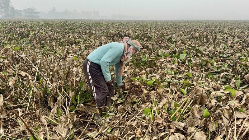 চলনবিলে কচুরিপানার জট, ৫ হাজার হেক্টর জমিতে বোরো চাষ অনিশ্চিত