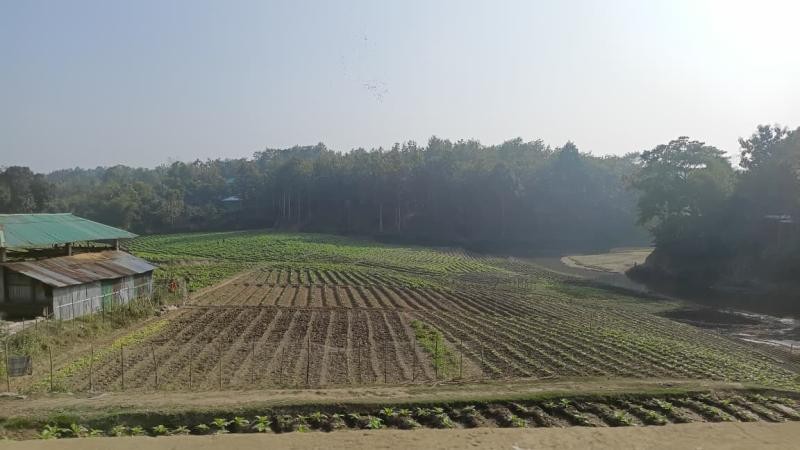 লামায় ফসলের জমি ও নদীর চরে তামাকের রাজত্ব