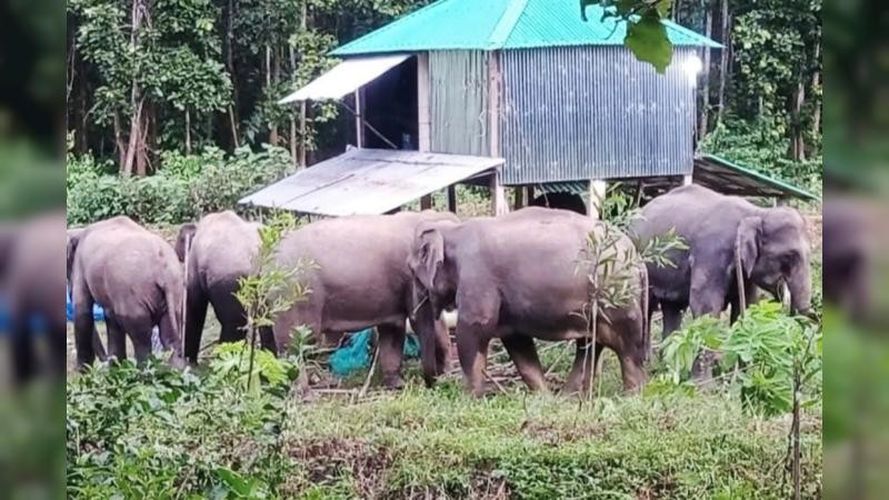 শেরপুরের গারো পাহাড়ে বন্যহাতির আক্রমণে প্রাণ গেল বৃদ্ধের