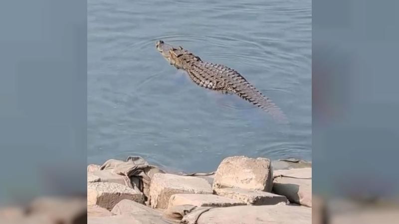 পদ্মায় মিললো কু‌মিরের দেখা, আতঙ্কে স্থানীয়রা