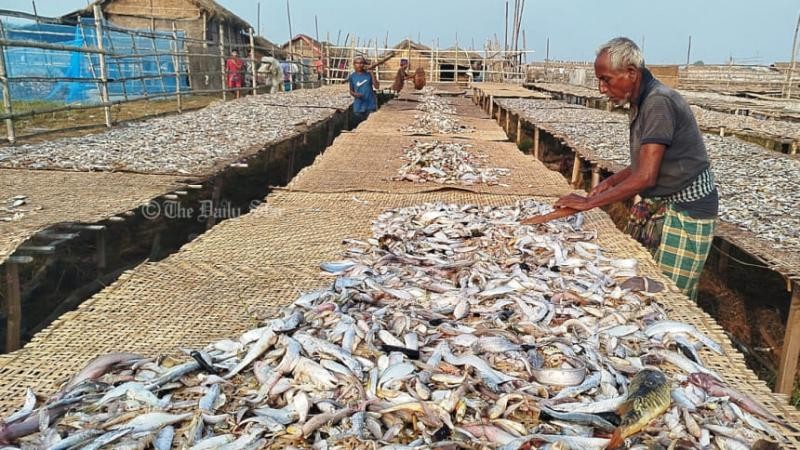 ৪ হাজার কোটি টাকার শুঁটকি বাণিজ্য: উপকূলীয় অর্থনীতির গল্প