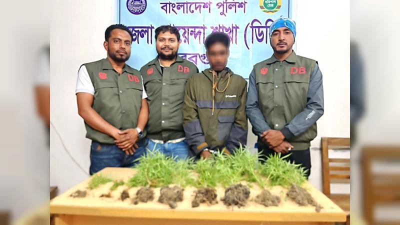 বরগুনায় ৯টি গাঁজা গাছসহ এক কিশোর গ্রেপ্তার
