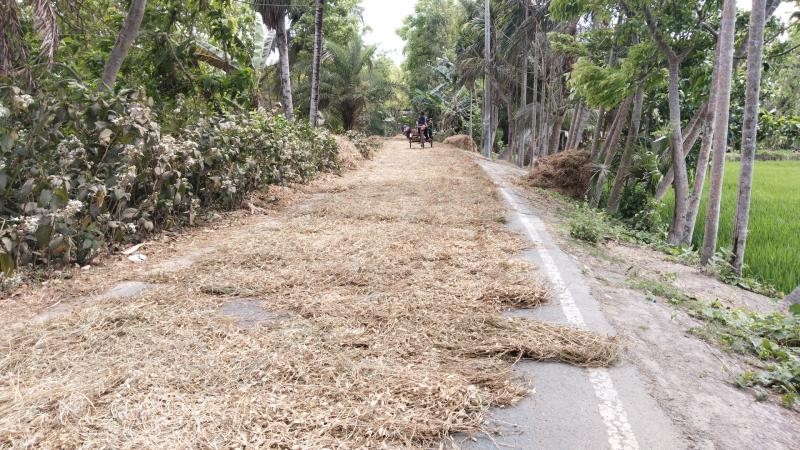 নড়াইলের সড়কে ফসল মাড়াই ও শুকানো: বাড়ছে দুর্ঘটনা, দুর্ভোগে যাত্রীরা