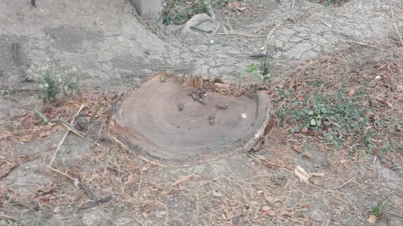 রাস্তার গাছ কাটা মামলায় জামিনে এসেই একাধিক ব্যক্তিকে হুমকি, মারধর