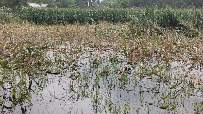 ভূরুঙ্গামারীতে টানা বৃষ্টিতে ফসলের ব্যাপক ক্ষতির আশঙ্কা করছেন কৃষকরা