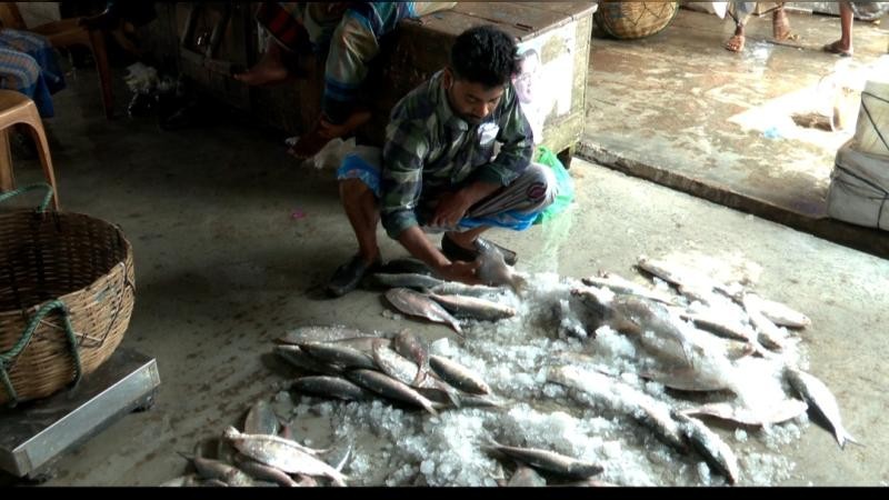বরগুনায় বৈশাখের আগে ইলিশ সংকট, চড়া দামে বিক্রি