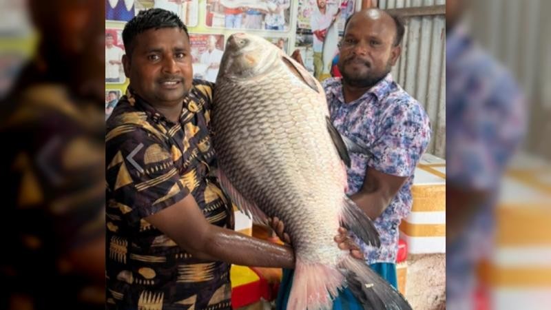 পদ্মার এক কাতল বিক্রি হলো অর্ধলক্ষ টাকায়