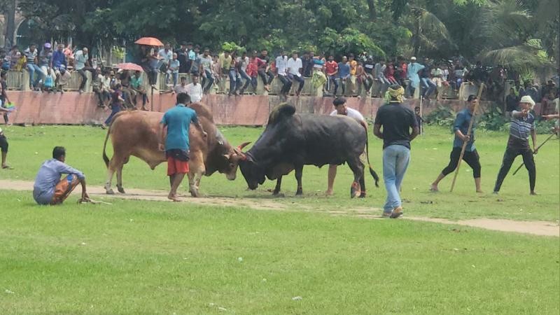 নড়াইলে ঐতিহ্যবাহী ষাঁড়ের লড়াই দেখতে হাজারো মানুষের ভিড়