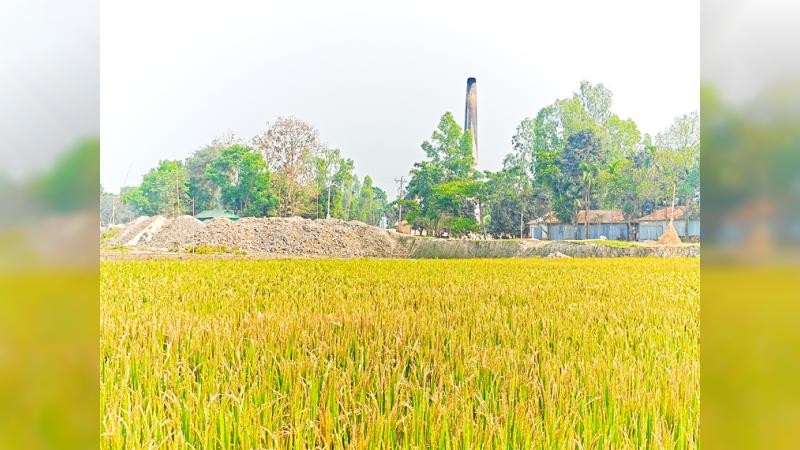 সুন্দরগঞ্জে ইটভাটার ধোঁয়ায় ২০০ বিঘা জ­মির ফসল নষ্ট