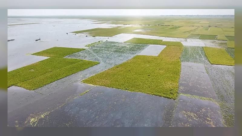 অতিবৃষ্টিতে হাওরে তলিয়ে যাচ্ছে কৃষকের স্বপ্নের সোনালী ধান