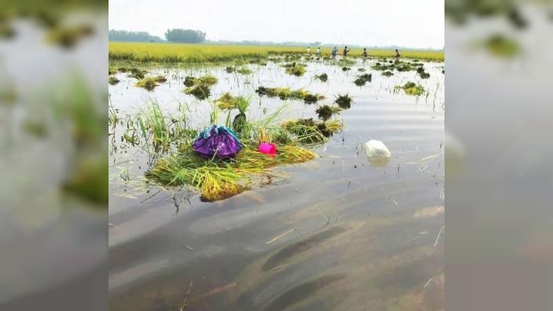 নবীগঞ্জে অতিবৃষ্টিতে হাওরে তলিয়ে গেছে ৪শত হেক্টর পাকা ফসল