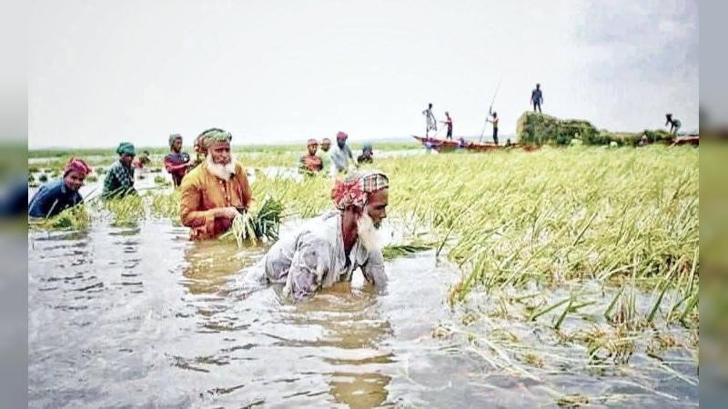 ধান ক্ষেতের পাশে বসে কাঁদছেন কৃষক, বলছেন ‘ফকির হয়ে যাচ্ছি’