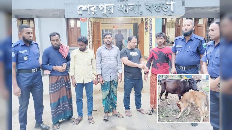 শেরপুরে সিঁধ কেটে গরু চুরি: চোর চক্রের ৫ সদস্য গ্রেপ্তার