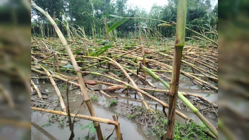 আগাম বৃষ্টিতে ভুট্টা ও নিচু এলাকার বোরো ধান পচে নষ্ট হওয়ার আশঙ্কা