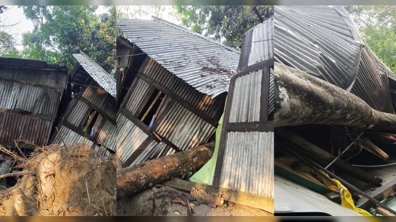 বরিশালে কালবৈশাখীর তান্ডব: গাছচাপায় মায়ের মৃত্যু, আহত ছেলে