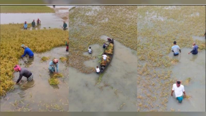 হাওরের চারদিকে শুধু পানি আর পানি, কমছে কৃষকের বাঁচার স্বপ্ন