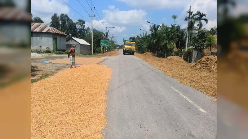 ভূরুঙ্গামারীতে ৭ দিন পর রোদের দেখা ধান শুকানোর মেলা বসেছে সড়কে