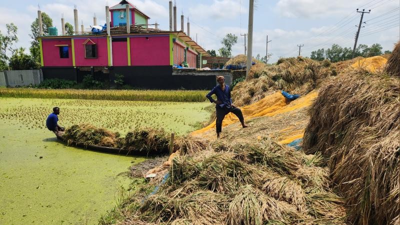 শেরপুরে বাম্পার ফলনেও হাসি নেই কৃষকের মুখে: এক মণ ধানের দামে মিলছে না শ্রমিক