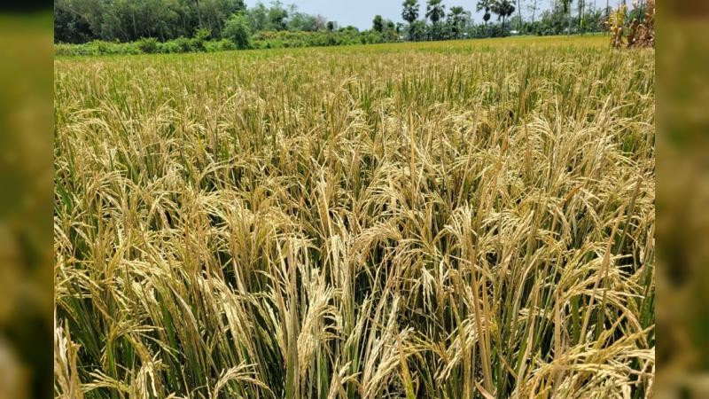 শেরপুরে শত্রুতায় ধানে বিষ, সেচযন্ত্র ভাঙচুর