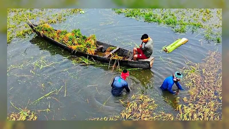 নতুন করে তলিয়েছে ২৫০০ হেক্টর জমির ধান