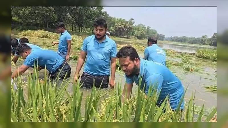 কাপাসিয়ায় তলিয়ে যাওয়া দরিদ্র কৃষকের ধান কাটলেন জামায়াতের এমপি