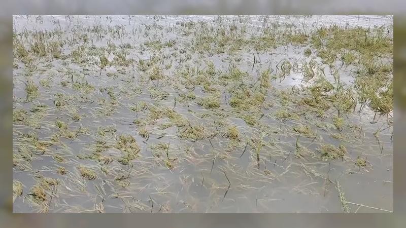 হাওরে ২৫৯ কোটি টাকার ফসল নষ্ট, ক্ষতিগ্রস্ত অর্ধলাখ কৃষক