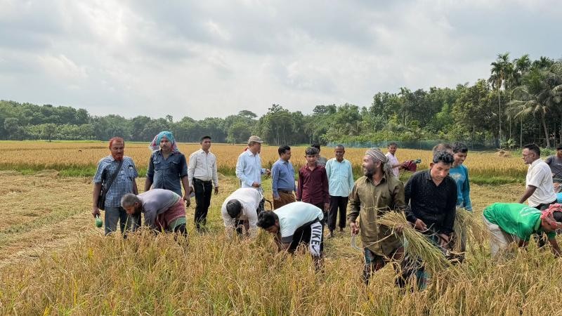 নড়াইলে কৃষক সমিতির ধান কাটা উৎসব