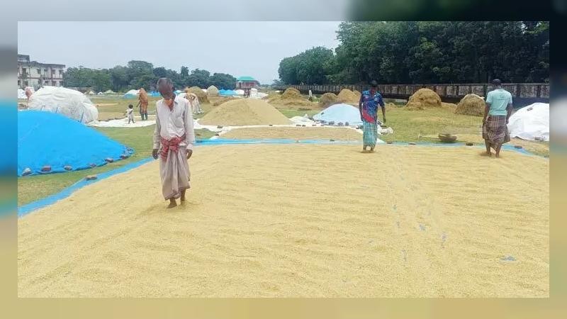 কমতে শুরু করেছে নদ-নদীর পানি, প্রাণ ফিরছে হাওরে