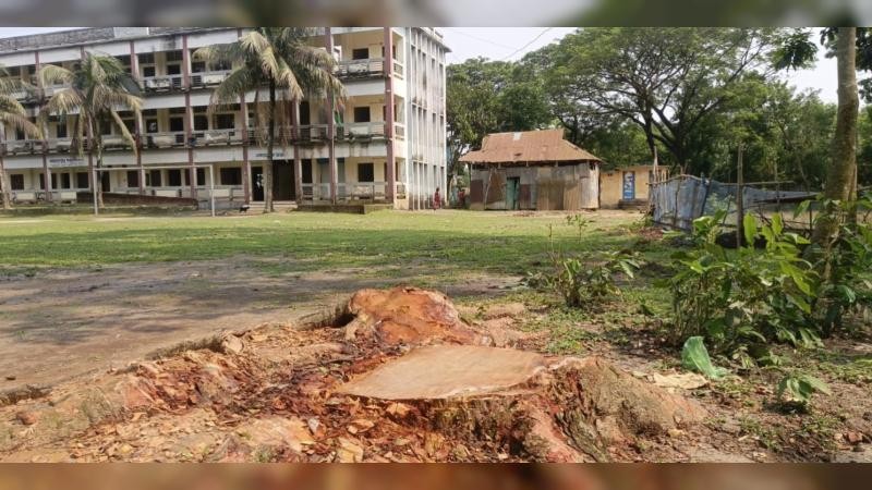 বিদ্যালয়ের গাছ কেটে বিক্রির অভিযোগ