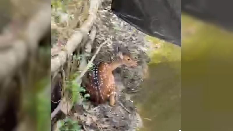 পাথরঘাটায় লোকালয় থেকে সুন্দরবনের হরিণ উদ্ধার