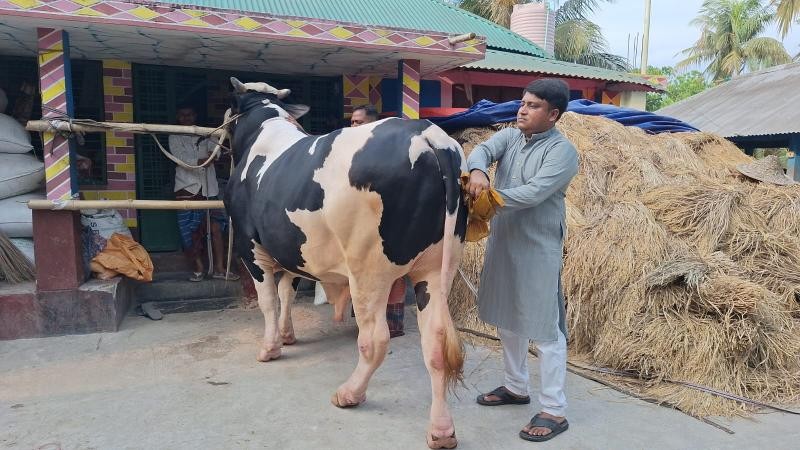 কোরবানির বাজার কাঁপাতে নড়াইলে প্রস্তুত ২৮ মণের ‘বাহুবলী’