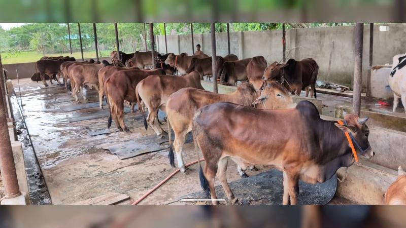 নোয়াখালীতে কোরবানির জন্য প্রস্তুত দেড় লাখ পশু