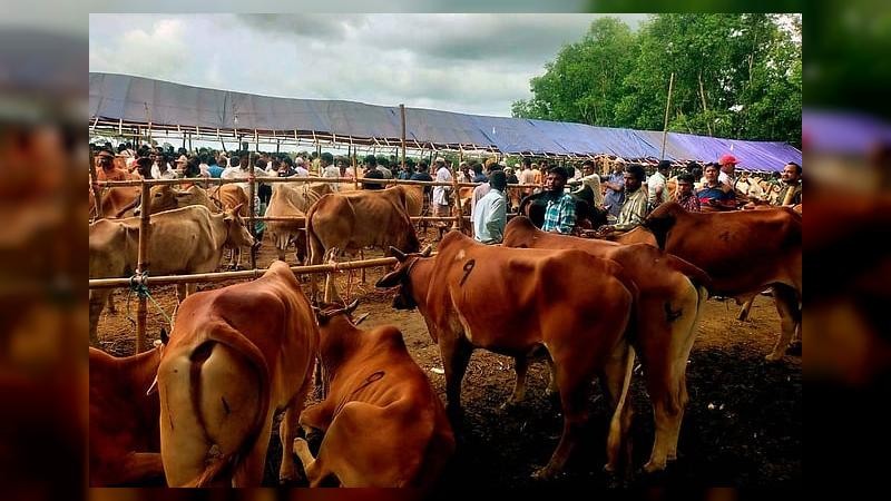 লোকসানের হিসাব কষছেন কক্সবাজারের খামারিরা