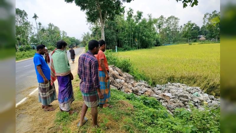 নালিতাবাড়ীতে সড়কের পাশে ধানখেতে মুরগির পচা বর্জ্য, ছড়াচ্ছে দুর্গন্ধ