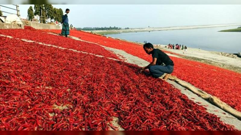 বগুড়ায় লাল মরিচের বাম্পার ফলন, ৩০০ কোটি টাকার বাণিজ্যের সম্ভাবনা