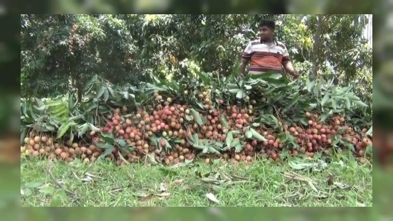 লিচুর গ্রাম পংকবিলা, ব্যস্ত সময় চাষিদের