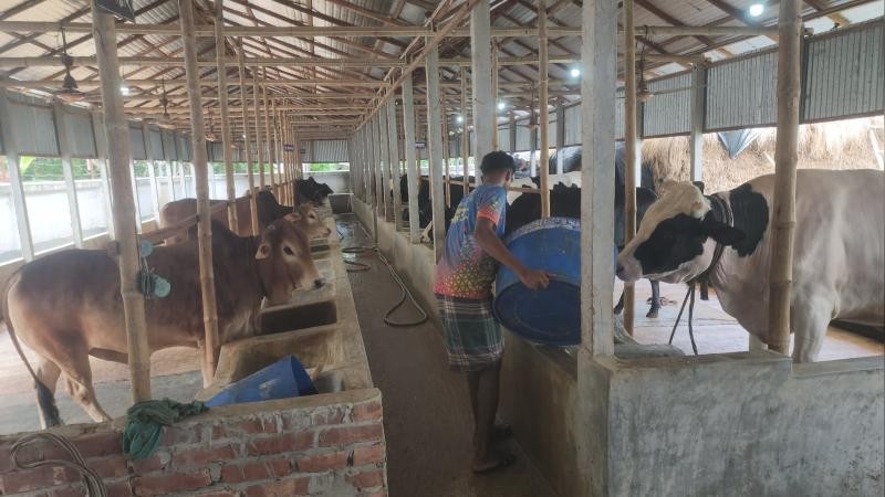 গরুর ন্যায্যমূল্য নিয়ে দুশ্চিন্তায় নড়াইলের খামারিরা