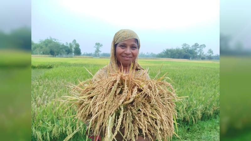 পঞ্চগড়ে বোরো ধানের বাম্পার ফলন, কৃষকের মুখে হাসি