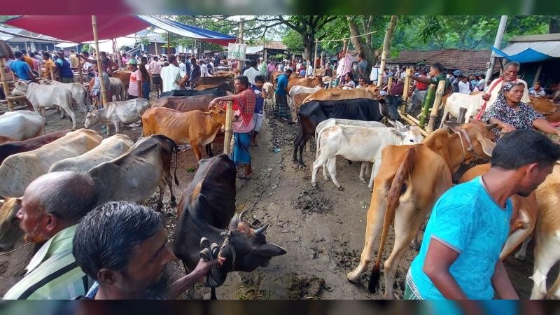 সাতক্ষীরায় কোরবানির জন্য প্রস্তুত ১ লাখ ২০ গবাদিপশু